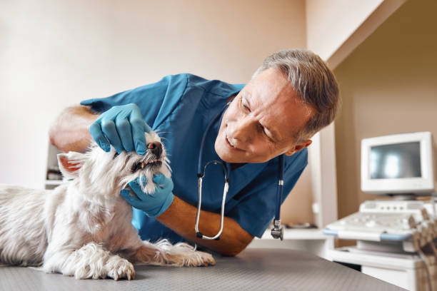 Best Same-Day Emergency Dentist in Olivarez, TX